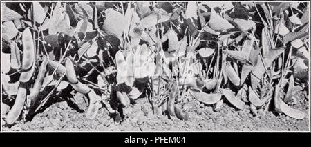 Ce catalogue répertorie une variété de légumes adaptés à la mise en conserve et à la congélation, fournissant des détails sur leurs caractéristiques, leurs habitudes de croissance et leur adéquation aux méthodes de conservation. Il comprend également des informations sur le haricot de Lima Fordhook, une variété à grandes graines. Banque D'Images