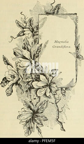 . Catalogue et liste de prix Descriptif : tropical et semi-tropical, arbres fruitiers, palmiers, plantes ornementales, les orchidées et les plantes de serre. Horticulture pépinières (Floride) ; Catalogues Catalogues cultures tropicales des plants des arbres ; les fruits ; les Catalogues Catalogues des Plants des Arbres d'ornement ; Plantes, catalogues. Mlii ANEO DEPAR TMENT CELLULAIRE NOUS. 53. MAGNOLIA. M. fuscata. Arbuste banane. Un nain variété croissante, produisant au printemps avec des quantités de fleurs odorantes. 25 et 50 cents chacun. M. glauca. Sweet Bay. Un beau vert- jamais natif, avec des feuilles vert brillant, beau, de l'UEDN blanc argenté Banque D'Images