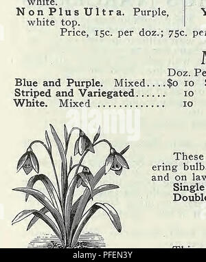 . Catalogue descriptif de légumes, de fleurs, et des semences de ferme. Pépinières (Horticulture) ; le matériel de pépinière ; semences, bulbes (plantes) ; jardinage ; Matériel et fournitures ; plantes ; Weeber &AMP ; Don. 300 CALLA BLANC, Blush brun teinté, des lignes sombres. 20. EEEESIA REEKACTA FREESIA ALBA justement les Freesias populaires sont très prisé pour le délicieux parfum de leurs fleurs aux couleurs délicatement, qui, une fois coupé, restera en bon état pendant une longue période dans l'eau. Ils sont facilement cultivés ou contraints à une lumière, un sol sableux, dans un châssis ou une serre, et sont excellentes pour la culture de la fenêtre en hiver ; Banque D'Images