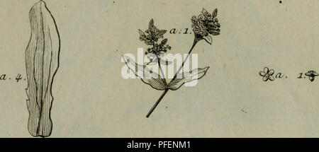 . Description, vertus et usages de sept cents dix-neuf plantes : tant l'e ?trangeres que de nos climats ; et de cent trente-quartre animaux, en sept cents trente planches, grave ?es en taille-douce, sur les desseins d ?apre ?s de la nature, de M. de Gersault, par MM. de Fehrt, Prevost, Duflos, Martinet, &amp;c. et gamme ?es suivant l ?ordre toutes les expressions désignant du livre ? Matiere moi ?dicale de M. Geoffroy ... Materia Medica ; les plantes médicinales. Pl.Gu.. A. V^aleruuteUa .. Veuillez noter que ces images sont extraites de la page numérisée des images qui peuvent avoir été retouchées numériquement pour plus de lisibilité - et l'aspect de coloration Banque D'Images