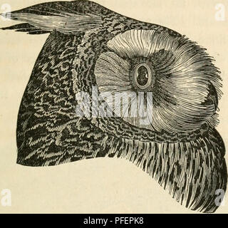 Ce travail décrit les oiseaux de proie trouvés en Grande-Bretagne, y compris les hiboux. Il fournit des descriptions physiques détaillées de diverses espèces de chouettes, y compris leur plumage, leurs traits faciaux et leurs habitudes dans leur environnement naturel. Banque D'Images