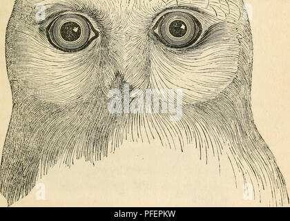 Ce texte décrit les oiseaux de proie trouvés en Grande-Bretagne, comme les hiboux du genre *Syrnia*. Il fournit des descriptions anatomiques détaillées, y compris la morphologie du disque facial et la structure des ailes, ainsi que les traits comportementaux et les habitudes de nidification. Banque D'Images