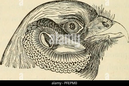 Ce travail propose des descriptions des oiseaux prédateurs en Grande-Bretagne, en se concentrant particulièrement sur des espèces telles que les aigles, les faucons et les hiboux, et leur anatomie, leur comportement, et les rôles écologiques dans l'environnement britannique. Banque D'Images