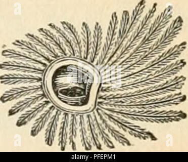 Ce texte décrit les différentes espèces d'oiseaux de proie trouvées en Grande-Bretagne, avec un accent particulier sur les hiboux. Le travail explore leurs habitudes de chasse, leurs caractéristiques physiques et leur rôle dans l’écosystème. Il fournit un aperçu de leur biologie et de leur importance écologique dans l'environnement britannique. Banque D'Images