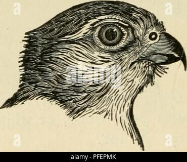 . Descriptions des oiseaux rapaces de Grande-Bretagne. Oiseaux de proie -- Grande-bretagne ; hiboux -- Grande-Bretagne. 40. FALCONINiE la même longueur que la queue. Homme gris-bleu profond, à l'exception de l'abdomen et les jambes, qui sont jaune-rouge. Femelle avec la partie supérieure de la tête jaune-rouge, le dos bleu-gris striées de noir, la queue, gris avec des bandes noires. Les jeunes avec le dos brun foncé, les plumes liserées de rouge clair. P. 187. 5. F. Tinnunculus. Kestrel.-ailes plus courtes que la queue. Homme avec la tête, cou, pattes, croupion et queue, ash- gris, la lumière arrière rouge avec noir. Femelle avec Banque D'Images