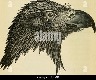 Ce travail décrit les différents oiseaux prédateurs trouvés en Grande-Bretagne, y compris les aigles, les faucons et les hiboux. Le texte fournit des descriptions détaillées de leurs caractéristiques physiques, de leurs habitats et de leur comportement, en mettant l'accent sur leur rôle dans l'écosystème en tant que prédateurs apex. Banque D'Images