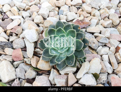 Plante succulente isolé dans l'arrière-plan en pierre blanche Banque D'Images