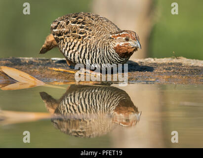 L'image de la Jungle (Perdicula asiatica caille bush) a été prise en périphérie de Bangaluru, Karnataka, Inde Banque D'Images