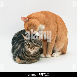 Chat mâle femelle de grignotage. Banque D'Images