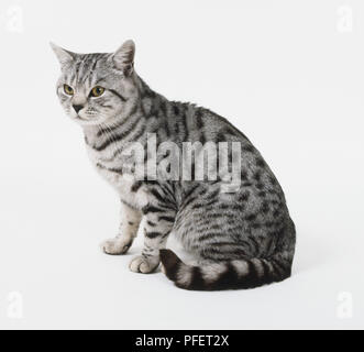 Silver-spotted tabby chat (Felis catus) assis, side view Banque D'Images