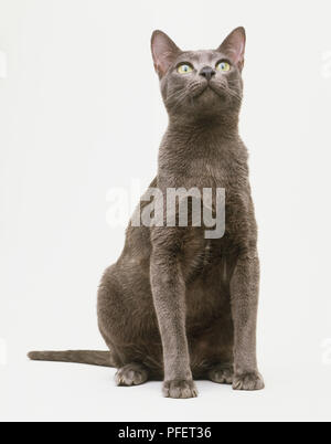 Gris sombre Korat chat (Felis catus), assis, regardant vers le haut, vue avant Banque D'Images