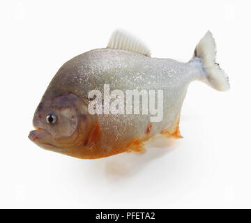 Le Piranha à ventre rouge, Serrasalmus nattereri Piranha rouge, un corps trapu et s'avance avec la mâchoire. Banque D'Images