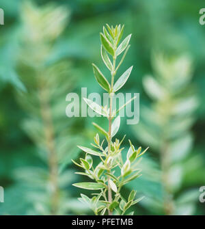 Small-Leaved Variegated myrte (Myrtus communis subsp. tarentina 'Variegata'), les petits, ovales, vert clair et blanc feuilles panachées sur tronc mince, close-up Banque D'Images