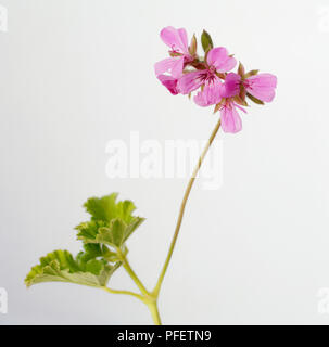 Pelargonium capitatum (Pelargonium 'Attar of Roses'), petites fleurs rose profond sur la tige et feuilles vertes Banque D'Images