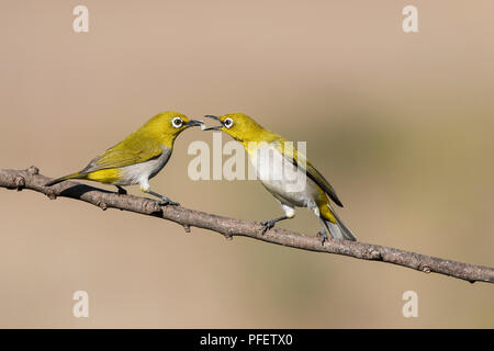 L'image de l'Oriental white-eye (Zosterops palpebrosus) a été prise en périphérie de Bangaluru, Karnataka, Inde Banque D'Images