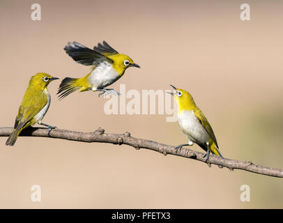 L'image de l'Oriental white-eye (Zosterops palpebrosus) des combats ont été prises en périphérie de Bangaluru, Karnataka, Inde Banque D'Images