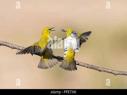 L'image de l'Oriental white-eye (Zosterops palpebrosus) des combats ont été prises en périphérie de Bangaluru, Karnataka, Inde Banque D'Images