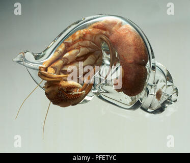Un ermite (Pagurus bernhardus) dans une coquille de verre clair Banque D'Images