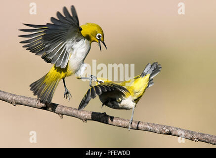 L'image de l'Oriental white-eye (Zosterops palpebrosus) des combats ont été prises en périphérie de Bangaluru, Karnataka, Inde Banque D'Images