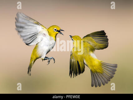 L'image de l'Oriental white-eye (Zosterops palpebrosus) des combats ont été prises en périphérie de Bangaluru, Karnataka, Inde Banque D'Images