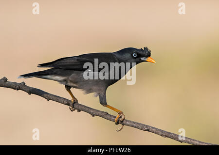 L'image de myna Acridotheres fuscus (Jungle) a été prise en périphérie de Bangaluru, Karnataka, Inde Banque D'Images