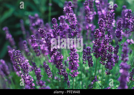Lavandula angustifolia 'Munstead', lavande pourpre arbuste buissonnant flowerheads sur de plus en plus. Banque D'Images