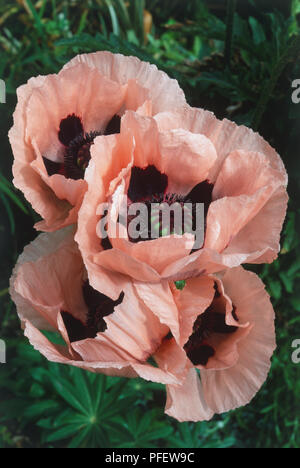 Papaver orientale 'Mrs Perry', rose Pavot d'Orient flowerheads, close-up. Banque D'Images