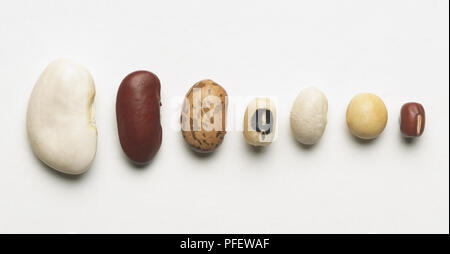 Sélection de fèves sèches, y compris les haricots beurre, le haricot, les haricots CANNELLINI, black-eyed bean, haricot, soja et haricots aduki, Close up Banque D'Images