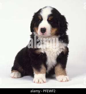 Un chiot bouvier bernois avec couche ondul e noir avec marquage