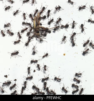 Les fourmis des bois, Formica rufa, l'essaimage sur et autour d'une sauterelle morte, avec l'intention de le décomposer et de reporter au nid, vue ci-dessus. Banque D'Images