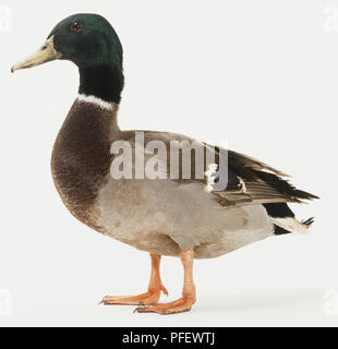 Canard colvert, Anas platyrhynchos, side view Banque D'Images