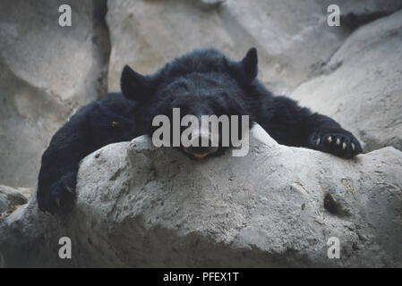 Ours noir (Ursus americanus) reposant sa tête sur un rocher, vue avant Banque D'Images