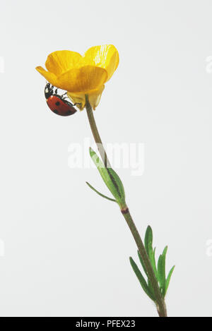 Coccinelle à sept points (Coccinella septempunctata) escalade en jaune fleur, side view Banque D'Images