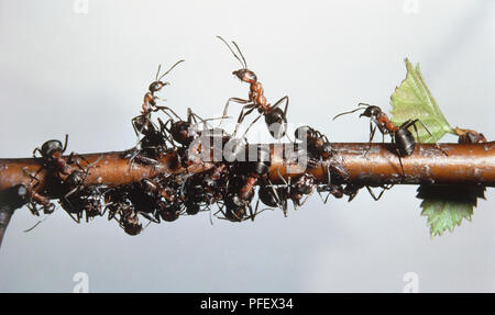 Colonie de les fourmis des bois (Formica sp.) collecte sur une branche Banque D'Images