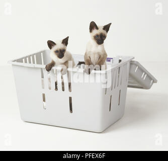 Joint deux-point Shorthair chatons (Felis catus) debout sur leurs pattes dans du plastique panier, front view Banque D'Images