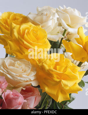 Blanc, jaune et rose roses, Close up Banque D'Images