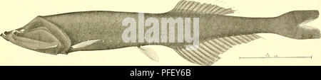 . Les poissons d'eau profonde [des îles Hawaï]. Albatros (à vapeur) ; les poissons. /4 J n. 1 ARGYROPELECUS HEATHI GILBERT, DE NOUVELLES ESPÈCES. TYPE.. 2. CYCLOTHONE ATRARIA GILBERT, DE NOUVELLES ESPÈCES. TYPE. Veuillez noter que ces images sont extraites de la page numérisée des images qui peuvent avoir été retouchées numériquement pour plus de lisibilité - coloration et l'aspect de ces illustrations ne peut pas parfaitement ressembler à l'œuvre originale.. Gilbert, Charles Henry, 1859-1928 ; Jordan, David Starr, 1851-1931. Washington, gouvernement. L'impression. L'arrêt. Banque D'Images