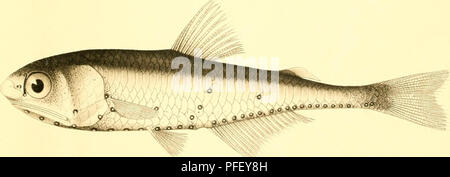 . Les poissons d'eau profonde [des îles Hawaï]. Albatros (à vapeur) ; les poissons. 1. CENTROBRANCHUS CHCEROCEPHALUS FOWLER.. 2. CENTROBRANCHUS GRACILICAUDUS GILBERT. TYPE.. Veuillez noter que ces images sont extraites de la page numérisée des images qui peuvent avoir été retouchées numériquement pour plus de lisibilité - coloration et l'aspect de ces illustrations ne peut pas parfaitement ressembler à l'œuvre originale.. Gilbert, Charles Henry, 1859-1928 ; Jordan, David Starr, 1851-1931. Washington, gouvernement. L'impression. L'arrêt. Banque D'Images