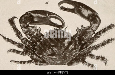 . Les crustacés décapodes des Bermudes. (Crustacea Decapoda) -- Bermudes. . Veuillez noter que ces images sont extraites de la page numérisée des images qui peuvent avoir été retouchées numériquement pour plus de lisibilité - coloration et l'aspect de ces illustrations ne peut pas parfaitement ressembler à l'œuvre originale.. Verrill, A. E. (Addison Emery), 1839-1926. New Haven, Conn. , Le Tuttle, Morehouse &AMP ; Taylor appuyez sur Banque D'Images