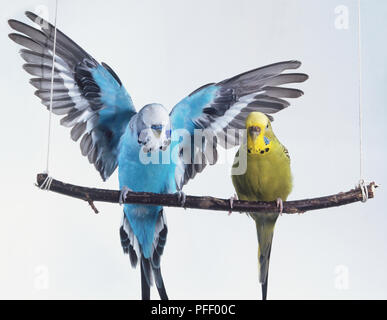 Paire de la Perruche ondulée (Melopsittacus undulatus) sur une balançoire, un arrêt, l'un de l'ampleur, front view Banque D'Images