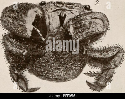 Cet ouvrage de A.E. Verrill fournit une description détaillée des crustacés décapodes trouvés aux Bermudes. Les illustrations et les descriptions portent sur des espèces comme la crevette, le crabe et le homard, y compris leurs habitats et leurs caractéristiques biologiques. Ce travail est essentiel pour comprendre la biodiversité marine locale des Bermudes. Banque D'Images