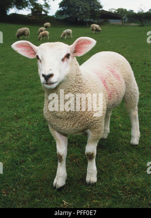 Moutons dans un champ, l'agneau unique en premier plan Banque D'Images
