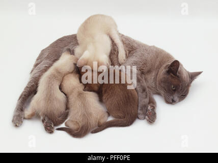 Un chat birman nourrissant ses deux chatons plus deux autres seal point Siamese's Banque D'Images