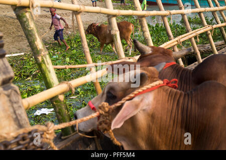 DHAKA, BANGLADESH - 18 août : Ventes Transports animaux sacrificiels sur un bateau pour le marché à bestiaux de l'avant de l'Eid-ul-Azha à Dhaka au Bangladesh , en Août Banque D'Images