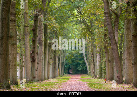 Une voie historique avec de vieux arbres, essence : hêtre et chêne (Quercus et Fagus) au début de l'automne. Les premières feuilles commencent à jaunir. Tombée feuilles rouges Banque D'Images