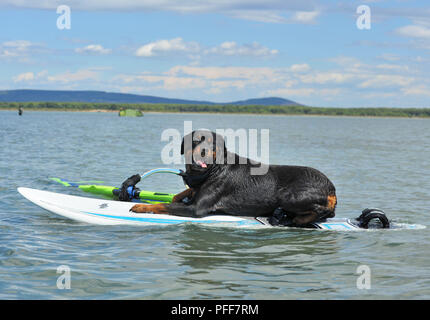 Rottweiler pure race, fixées sur la planche à voile dans la mer Banque D'Images