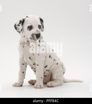 Chien chiot dalmatien, assis sur ses pattes. Banque D'Images