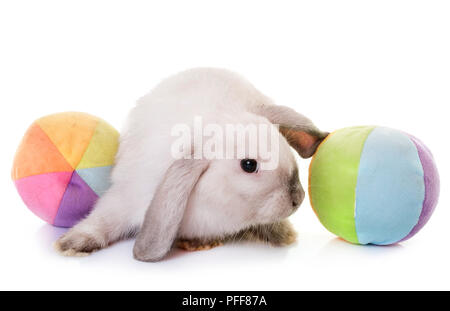 Mini Lop, in front of white background Banque D'Images