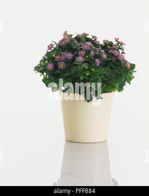 Exacum affine, la floraison Violet Persique plante poussant dans un pot en céramique blanc. Banque D'Images