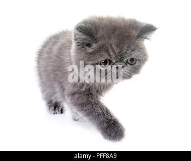 Chaton Exotic shorthair in front of white background Banque D'Images